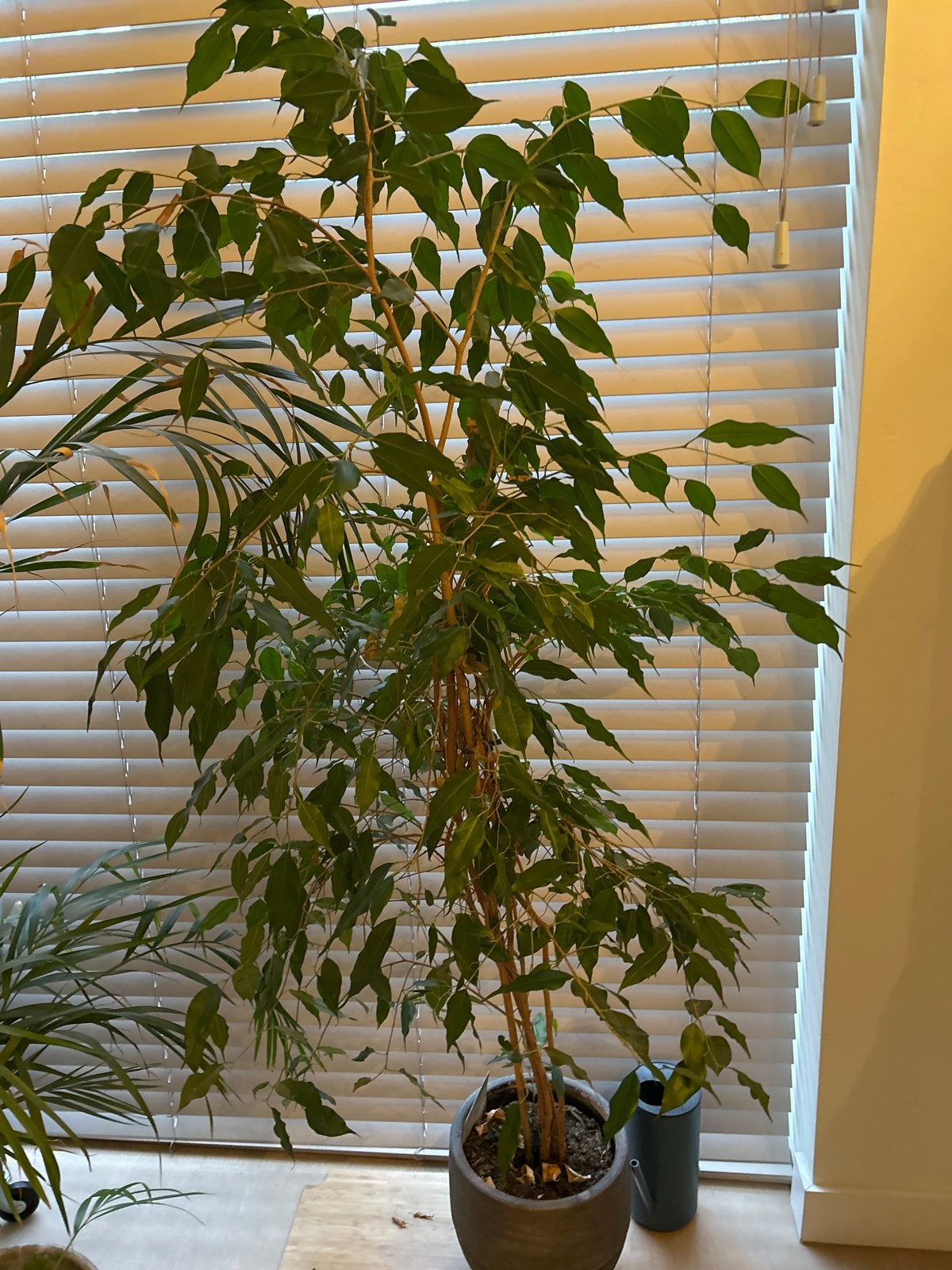 Ficus Exotica - Mooie kamerplant zonder pot, Vaste plant, Bloeit niet, Halfschaduw, Ophalen