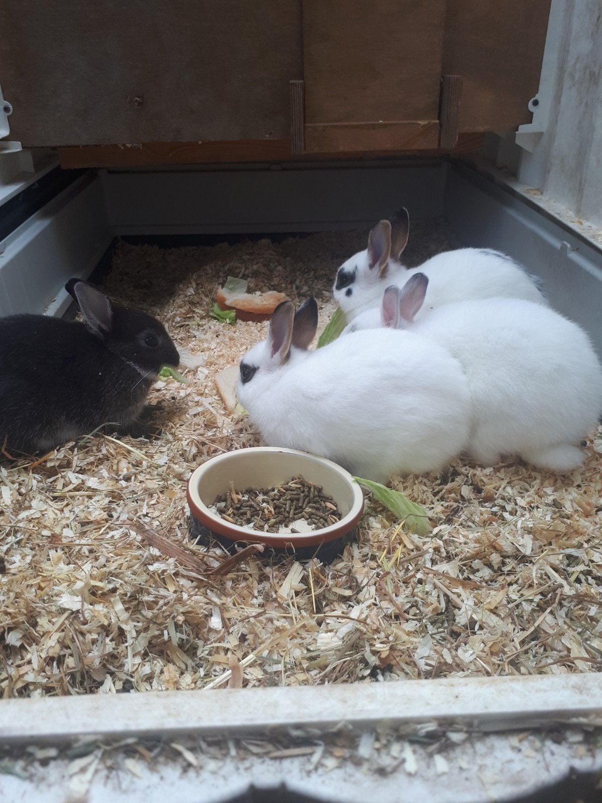 goed huisje gezocht voor 3 jonge konijnen rammen kleur dwerg, Mannelijk, Dwerg