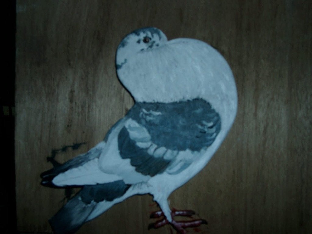 Gezocht werkduif, Dieren en Toebehoren, Vogels | Duiven, Vrouwelijk, Kropper