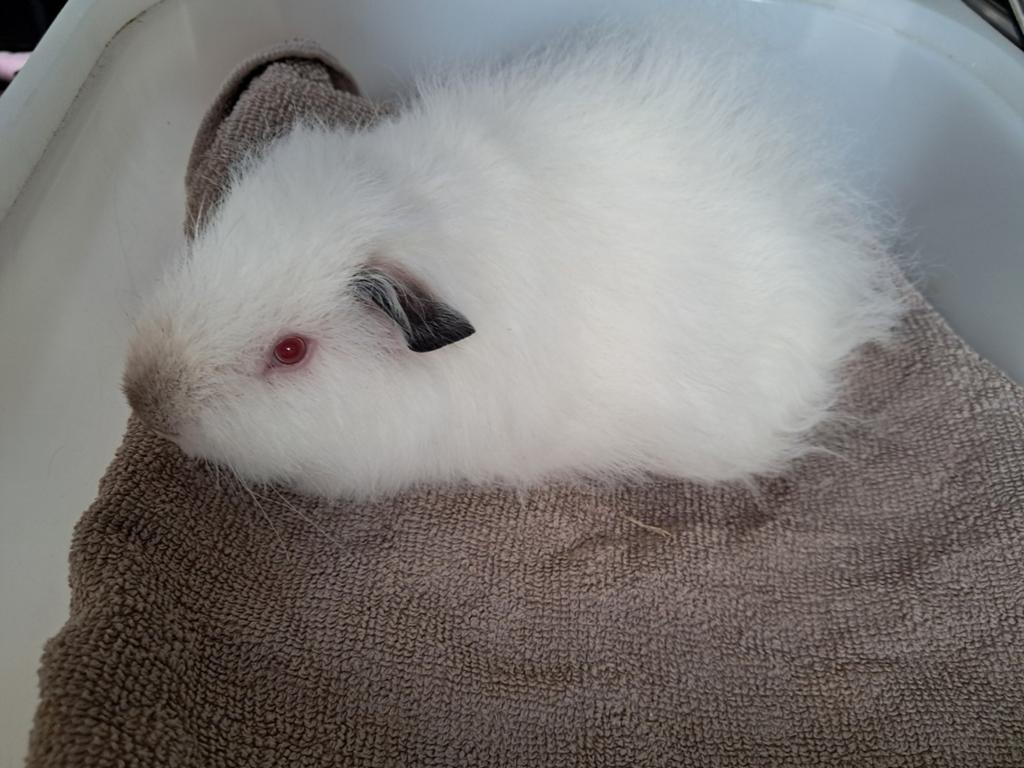 Te koop ch teddy albino beertje, November, Mannelijk, Cavia