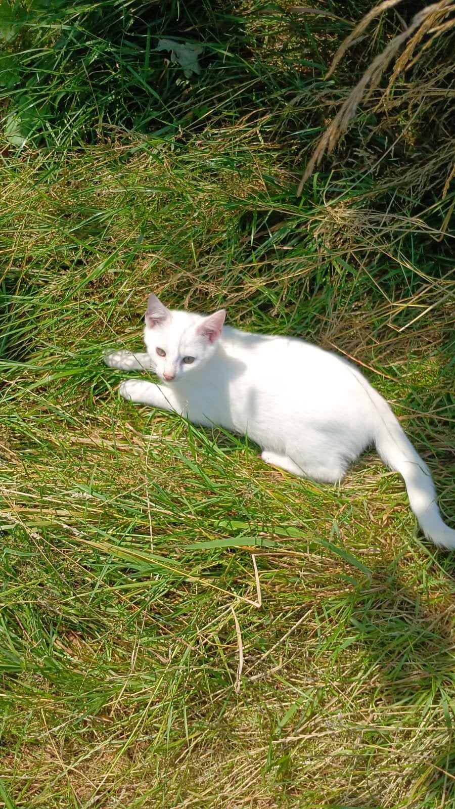 diverse kittens, lief, speels en mogen nu weg, Meerdere dieren
