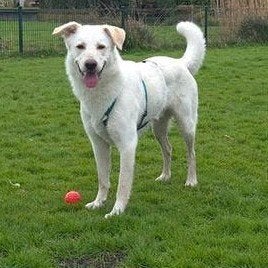 Knappe vrolijke  witte herder kruising, Dieren en Toebehoren, Honden | Niet-rashonden, Groot, Reu, Particulier, Eén hond, Buitenland
