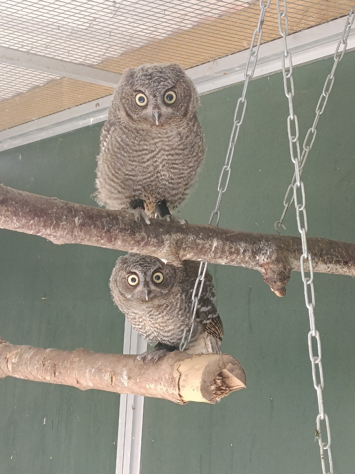Westerse schreeuwuil otus megascops kennicotti jongen uilen, Meerdere dieren, Geringd