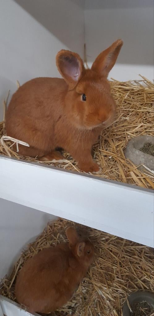 Thrianta, Dieren en Toebehoren, Konijnen, Mannelijk, Groot