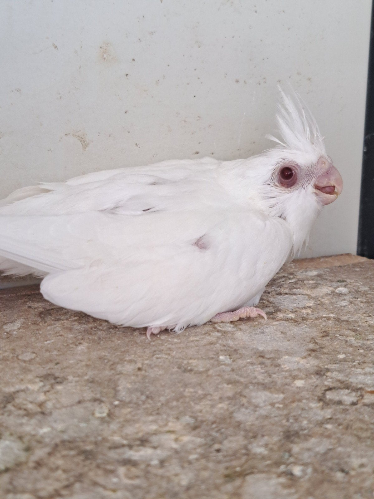 3 jongen valkparkieten te reserveren, Geslacht onbekend, Parkiet