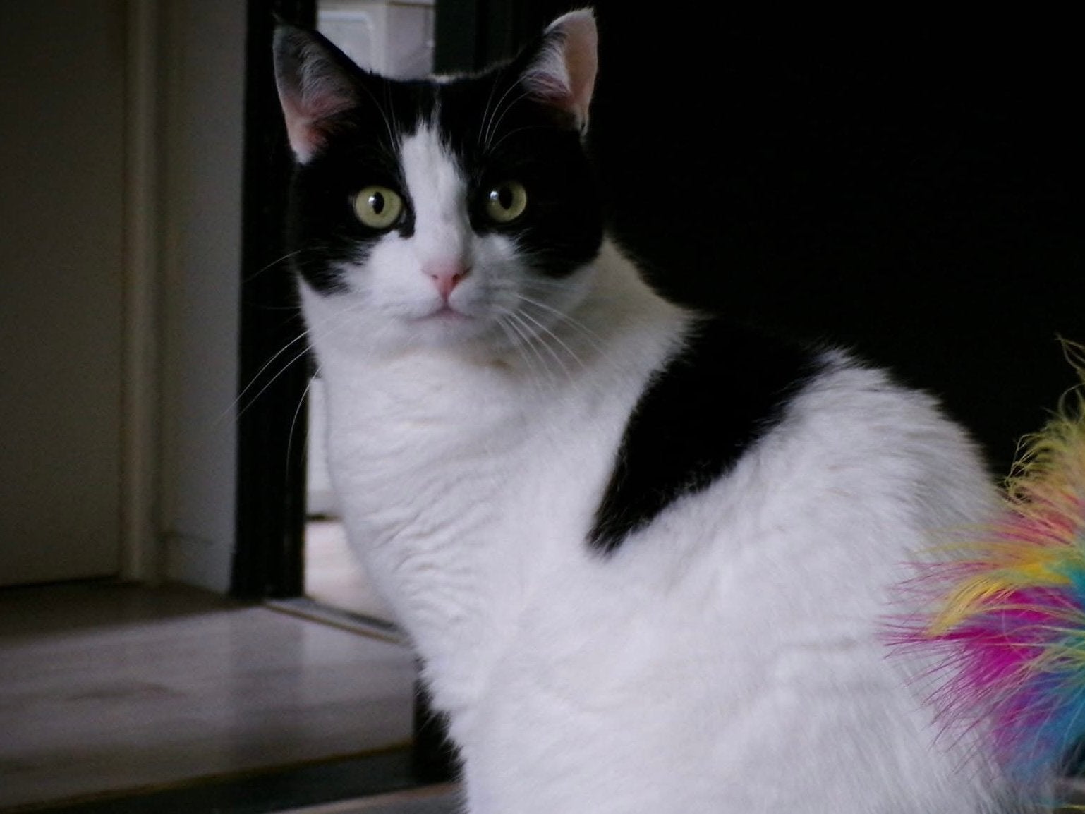 Lieve poes zoekt een nieuw gouden mandje, Dieren en Toebehoren, Poes
