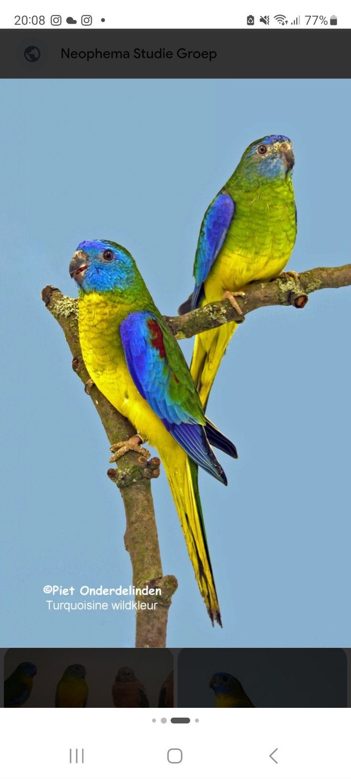 Turquoisine parkieten., Dieren en Toebehoren