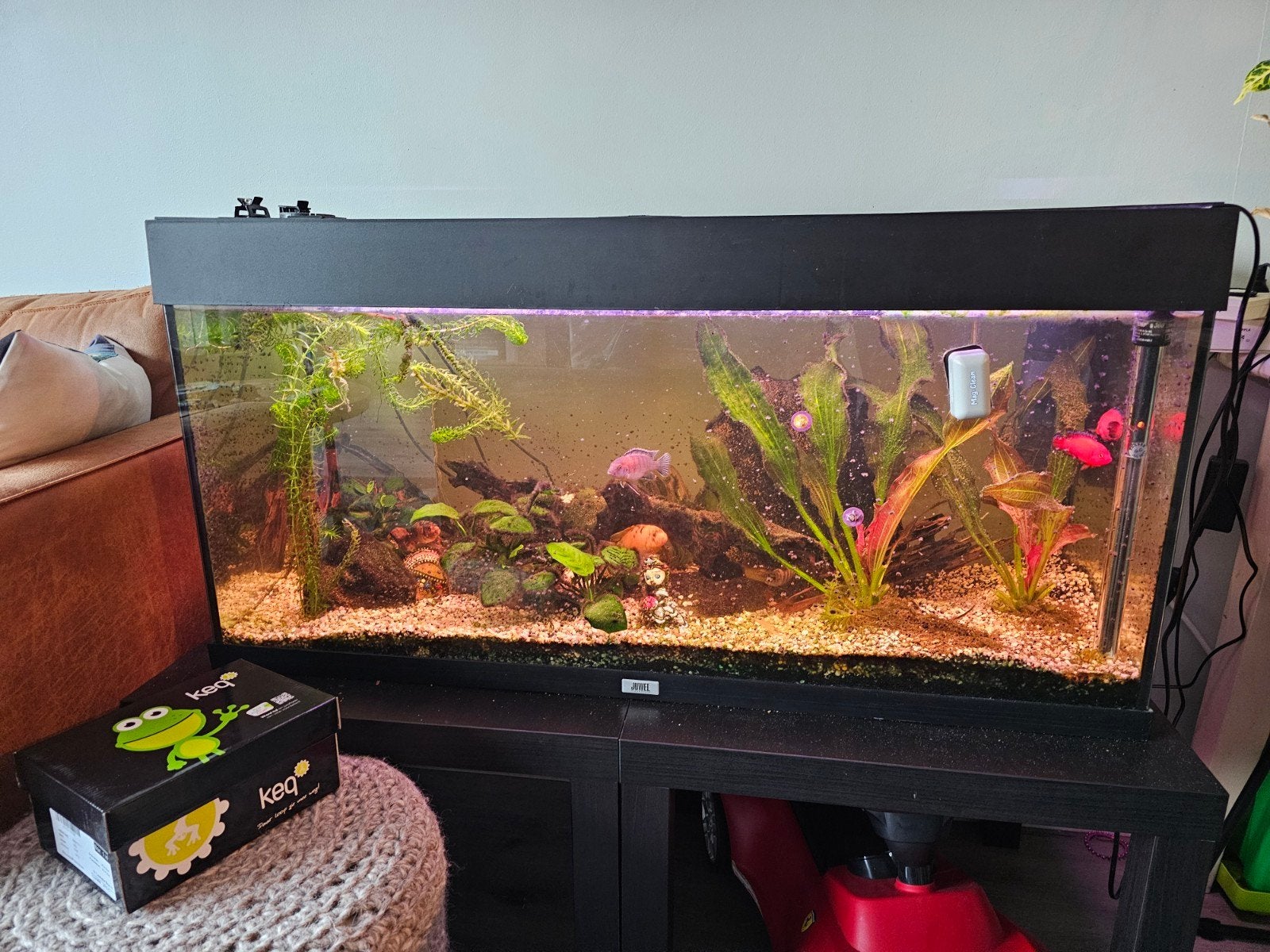 Aquarium met cichliden vissen te koop!, Ophalen, Gebruikt, Gevuld zoetwateraquarium, Inclusief deksel