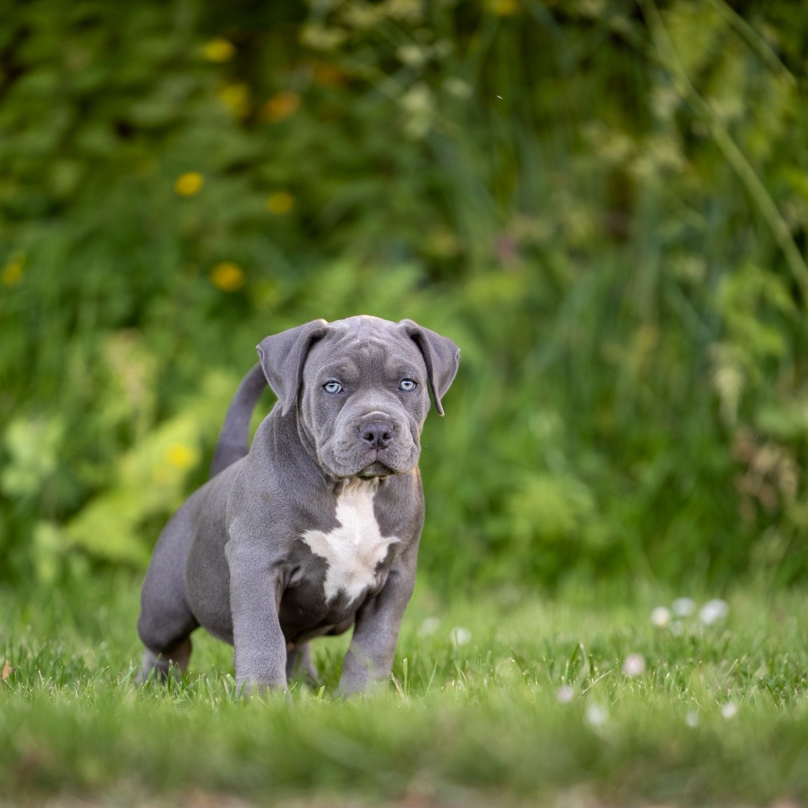 American Bully XL, Dieren en Toebehoren, Honden | Bulldogs, Pinschers en Molossers, Meerdere dieren, Overige rassen, Particulier