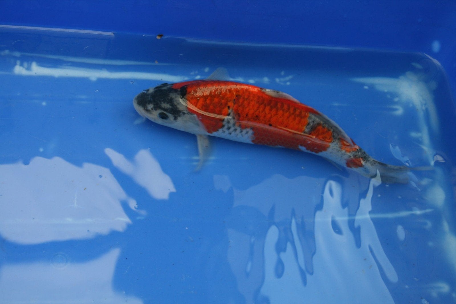 goshiki, Karper of Koi