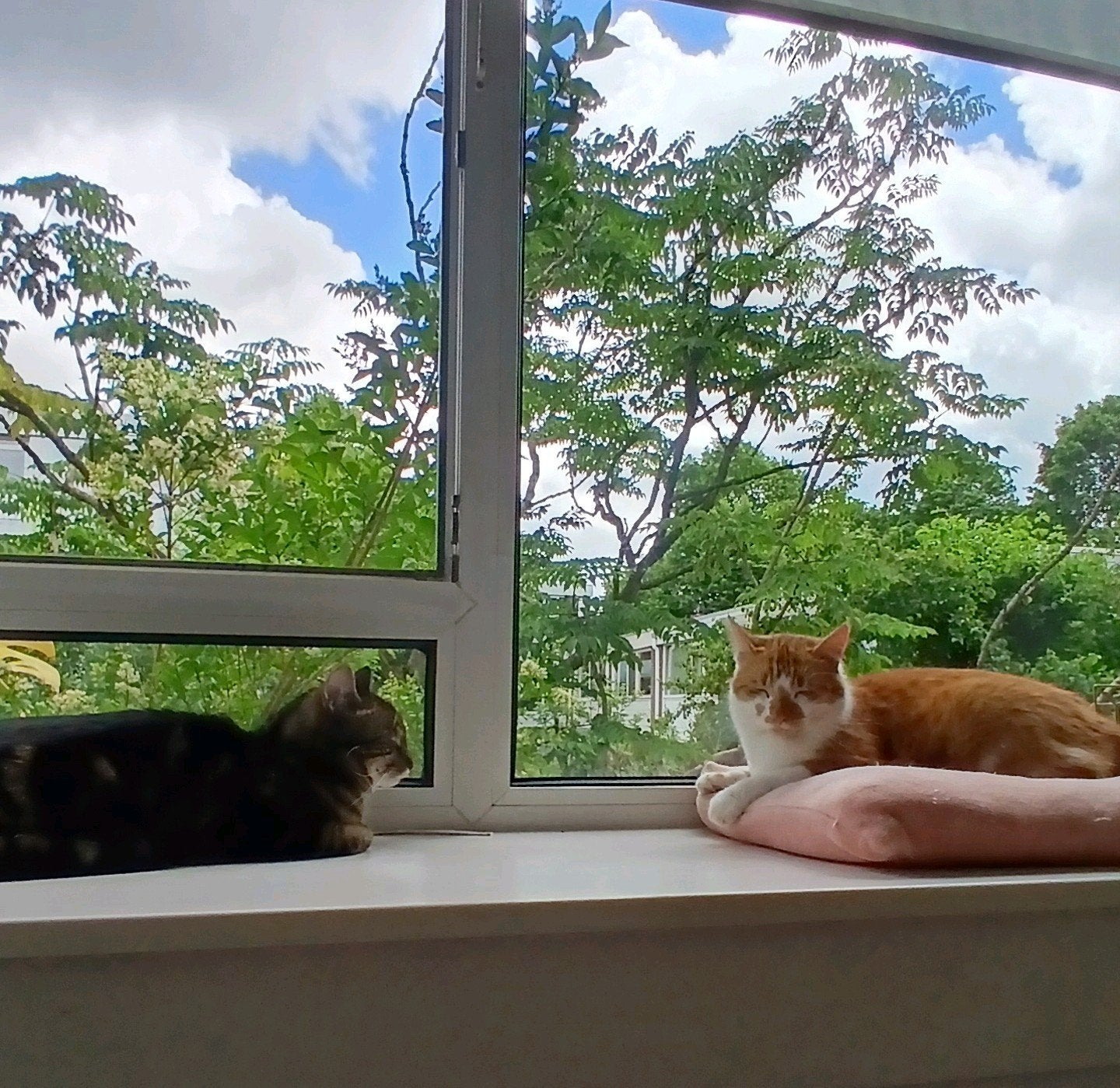 Last minute vakantieoppas gezocht voor Oscar&Louie‍, Dieren en Toebehoren, Katten en Kittens | Overige Katten, Kater