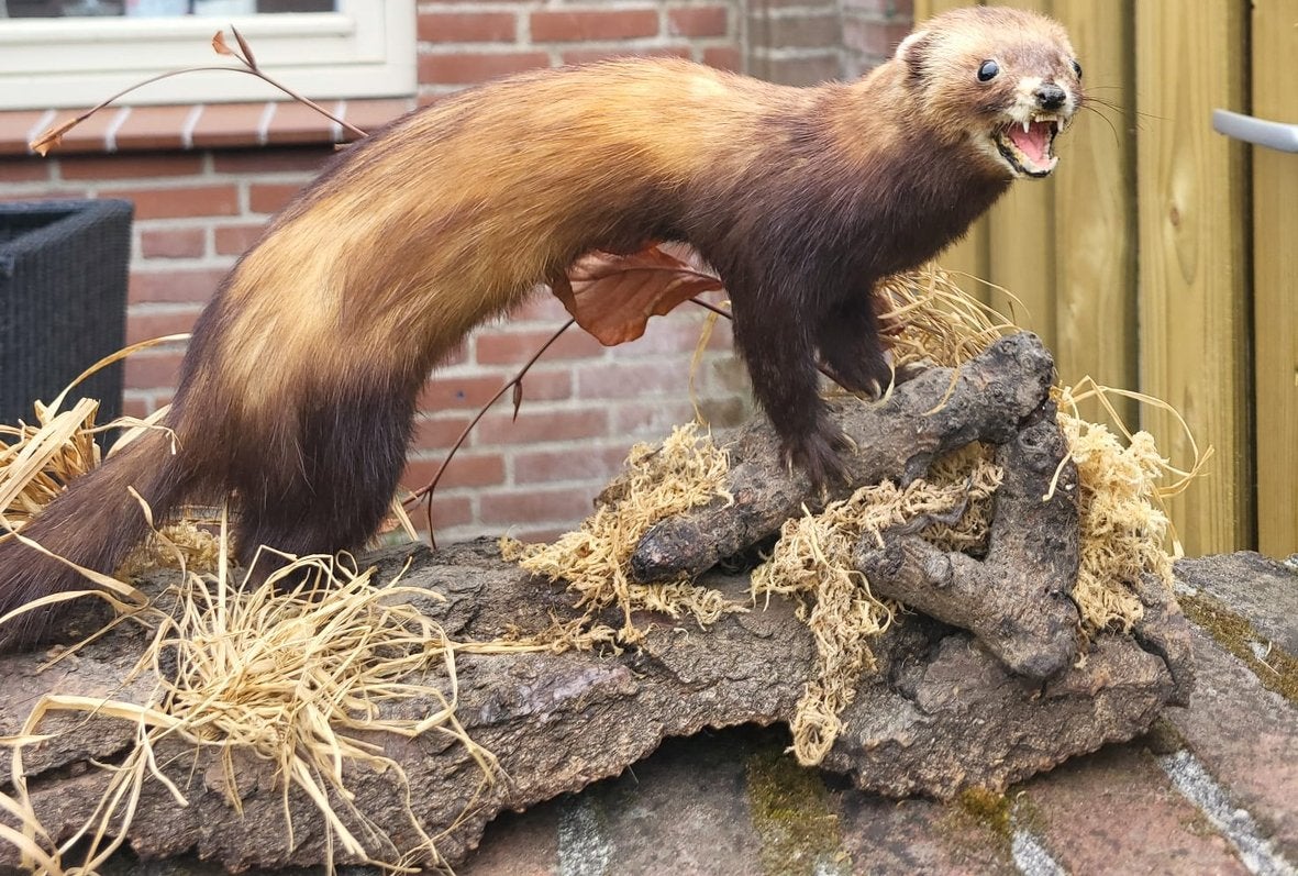 Opgezette bunzing wezel taxidermie taxidermy fret polecat, Ophalen of Verzenden