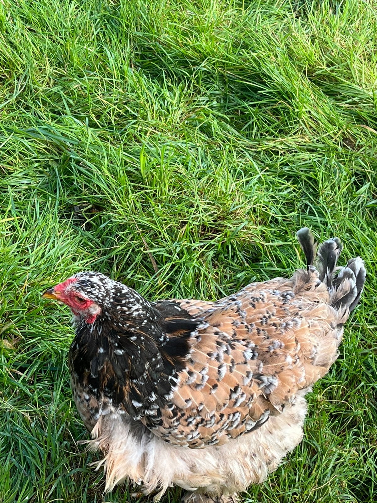 Brahma hennen te koop van 1 jaar oud, Dieren en Toebehoren, Vrouwelijk, Kip