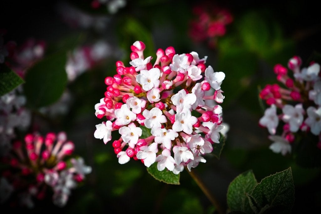 Bloeiende en wintergroene Sneeuwbal  Viburnum haag, Ophalen of Verzenden, Overige soorten, Haag, 100 tot 250 cm