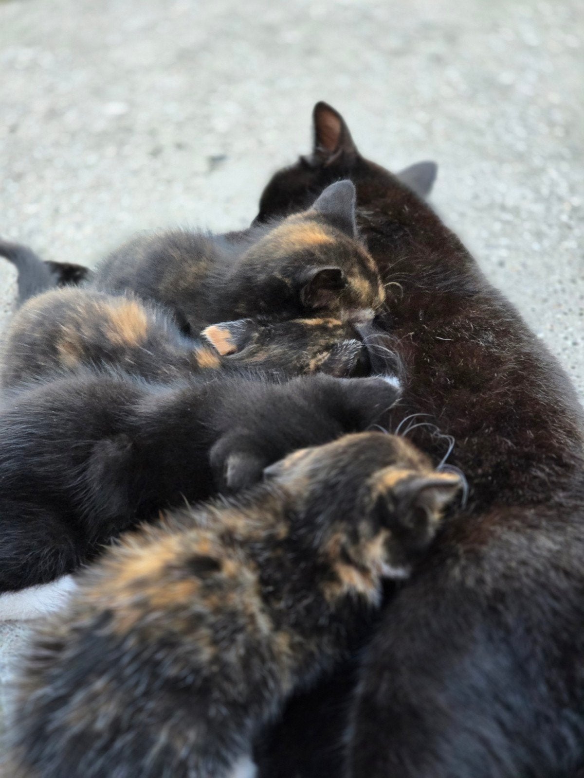 kittens, Meerdere dieren, 0 tot 2 jaar