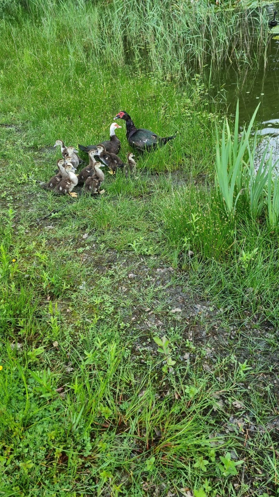 Muskuseenden, Meerdere dieren, Eend