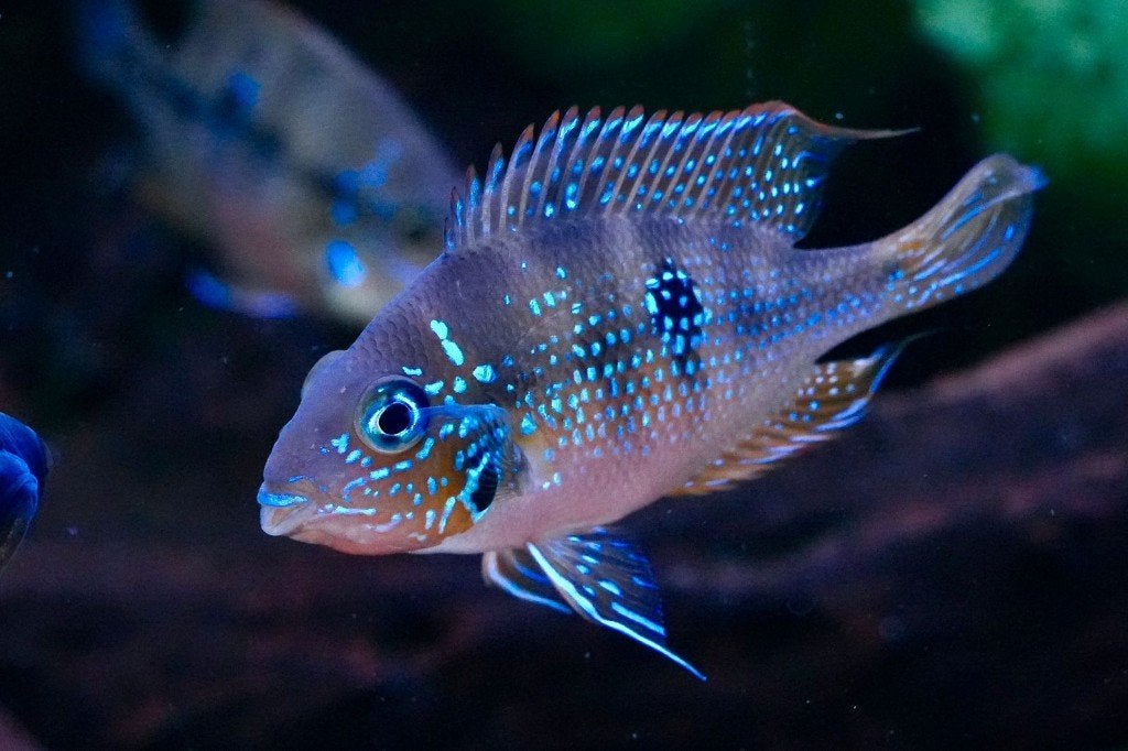 Eliotti Thorichthys goede thuis, Vis, Zoetwatervis, Schoolvis