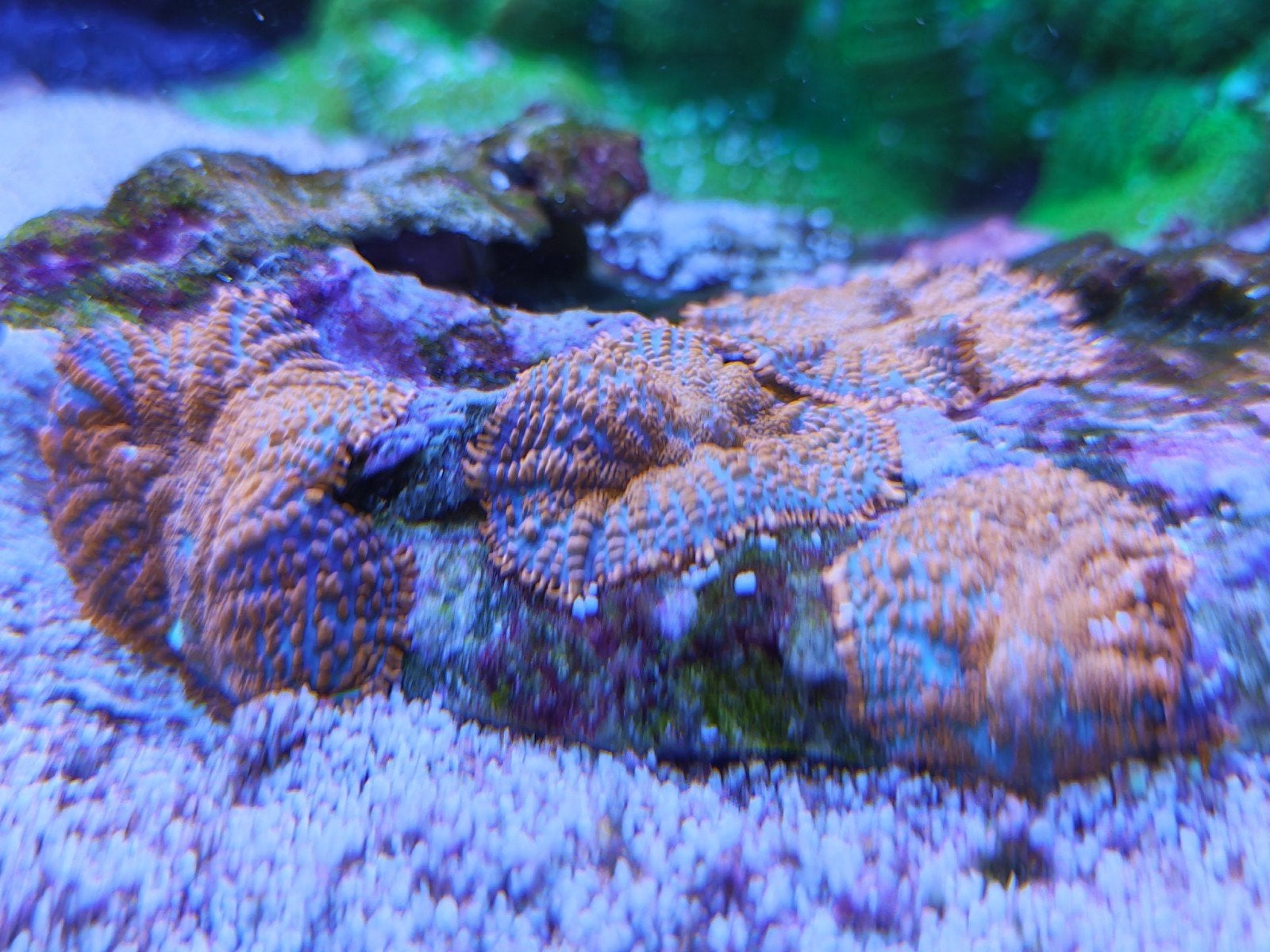 zeeaquarium Rhodactis oren op platte schijfsteen, Dieren en Toebehoren, Ophalen