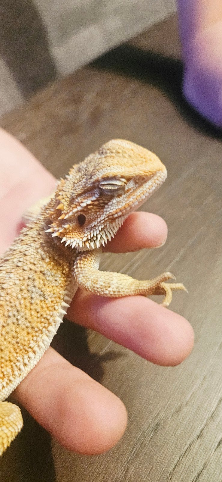 Baardagaam Bearded Dragon photo 4