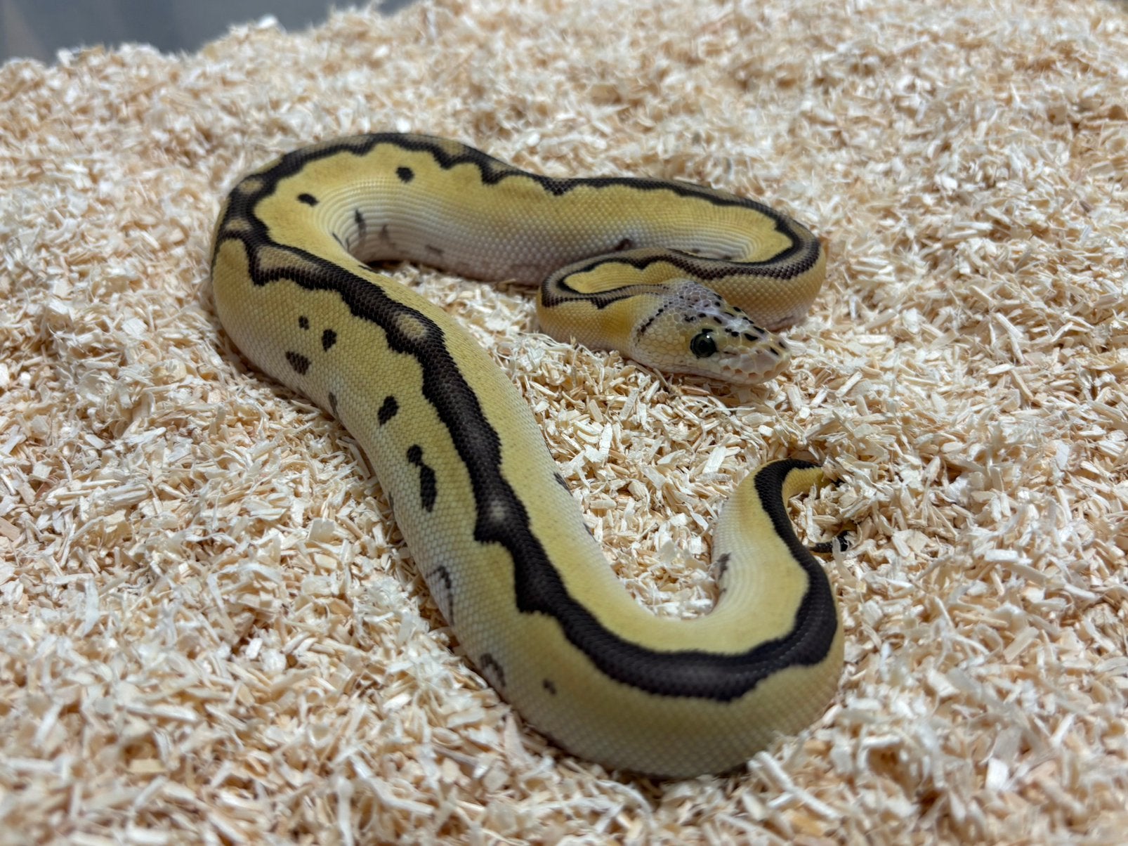 1.0 Pastel Orange dream Jungle woma Clown ball python regius, Slang, Tam, 0 tot 2 jaar