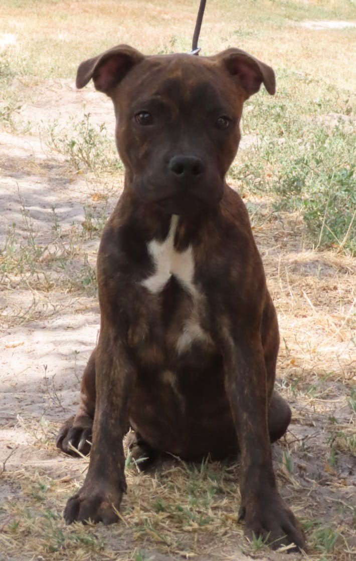 Staffordshire bull terriër reutje te koop, Dieren en Toebehoren, Particulier, 15 weken tot 1 jaar, Buitenland, Parvo