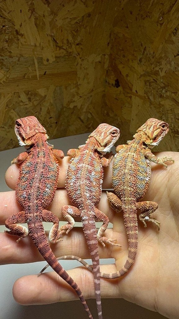 Baardagaam, jonge baardagamen Bearded Dragon photo 2