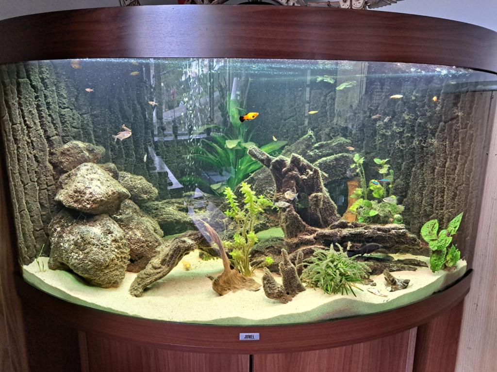 Juwel hoek aquarium, Vis