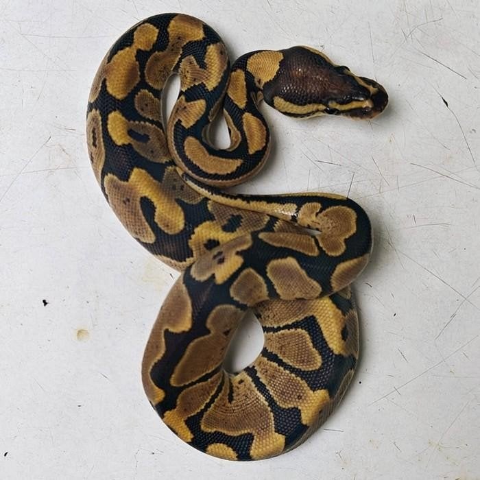 python regius, Slang, 0 tot 2 jaar