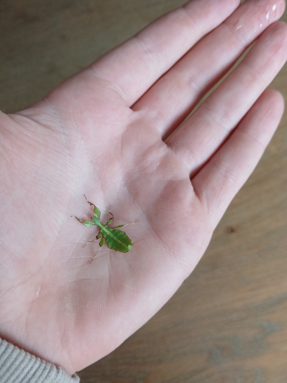 Wandelende bladeren phyllium, Dieren en Toebehoren, Wandelende tak