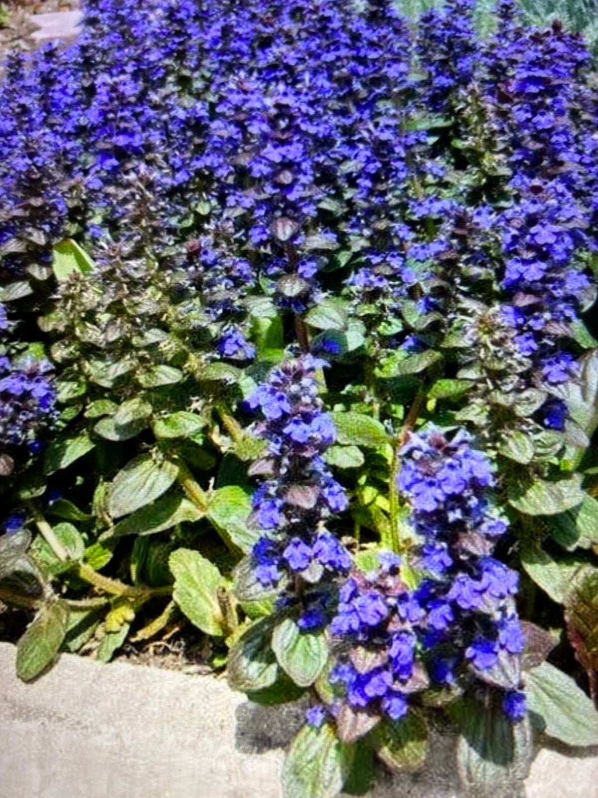 Te koop kruipend zenegroen ajuga reptans bodembedekker, Ophalen, Overige soorten, Minder dan 100 cm