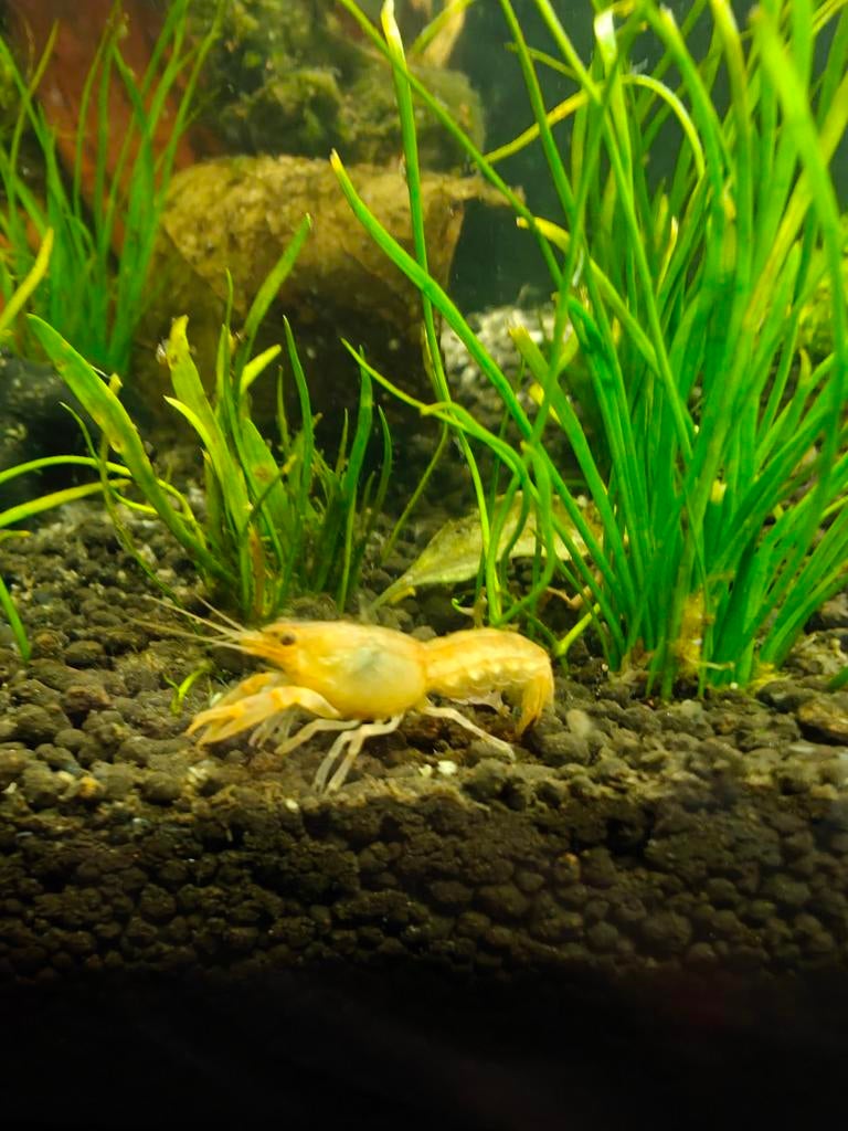 2 Cpo kreeftjes, Dieren en Toebehoren, Vissen | Aquariumvissen, Kreeft, Krab of Garnaal
