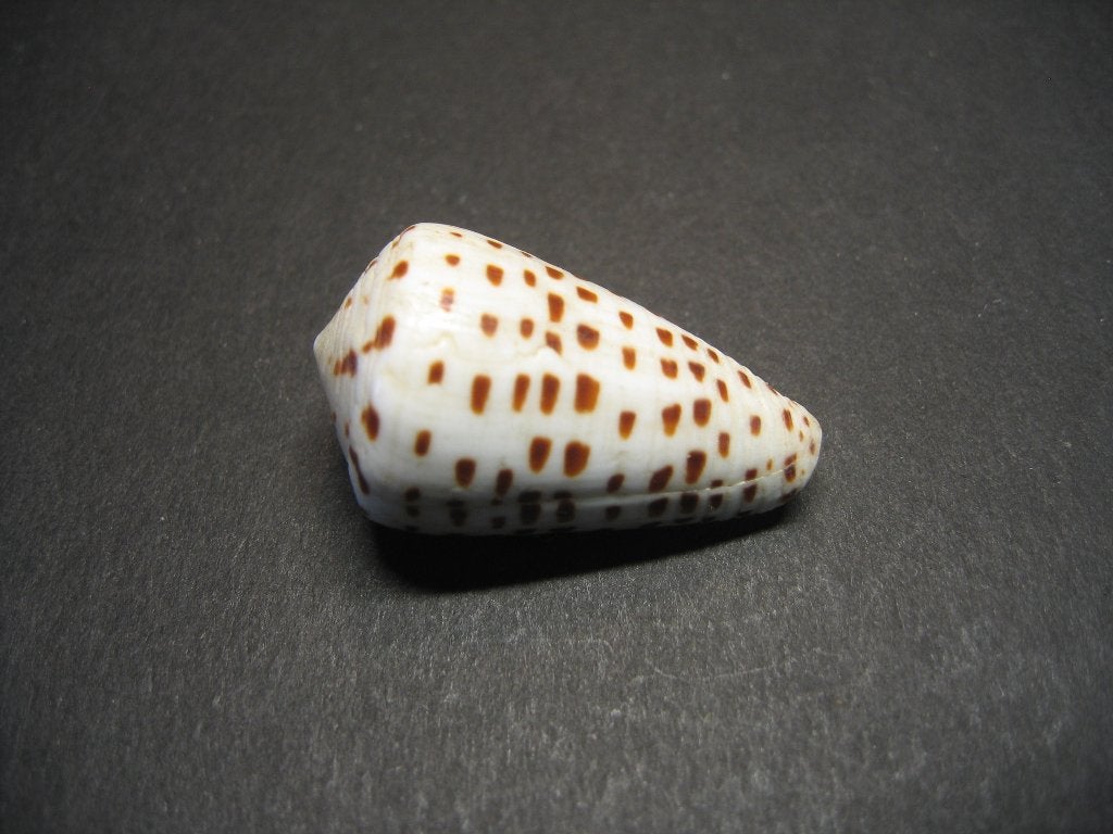Schelpen: Conus eburneus  Hwass, 1792.  , Verzamelen, Ophalen of Verzenden, Schelp(en)