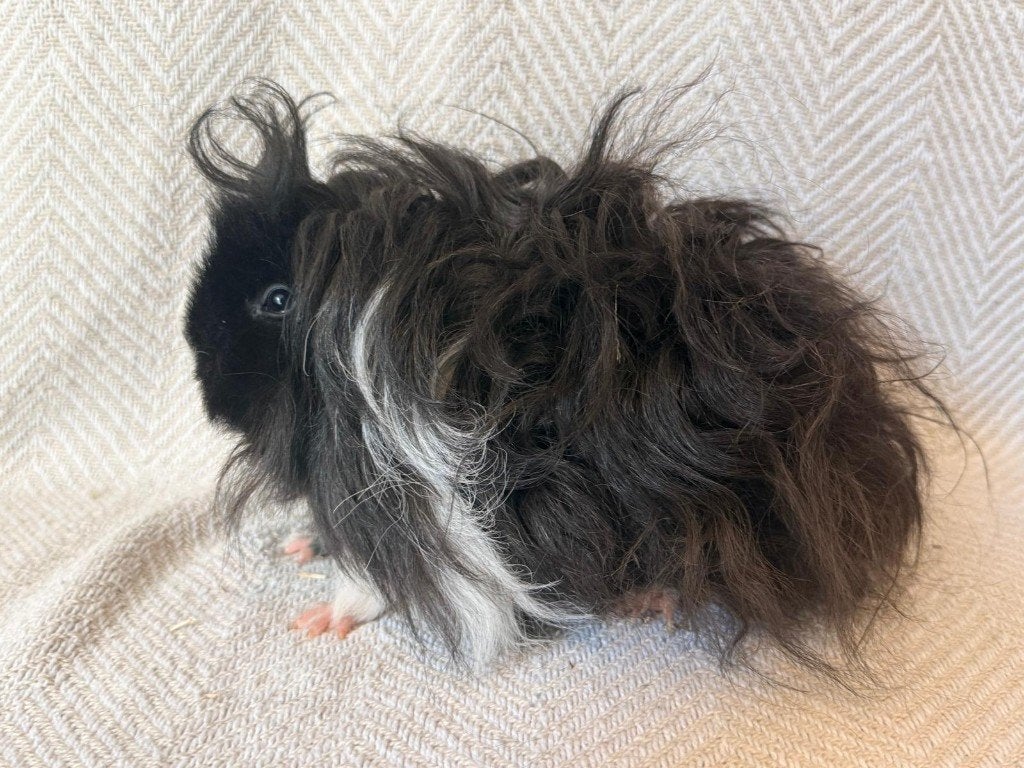 Prachtig Lunkarya zeugje beschikbaar., Dieren en Toebehoren, Cavia, Juli, Vrouwelijk, Tam