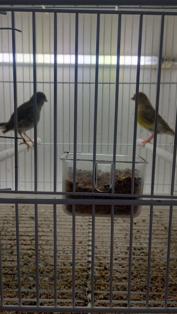 kanaries poppen en mannen in verschillende kleuren, Dieren en Toebehoren, Vogels | Kanaries, Meerdere dieren, Kleurkanarie