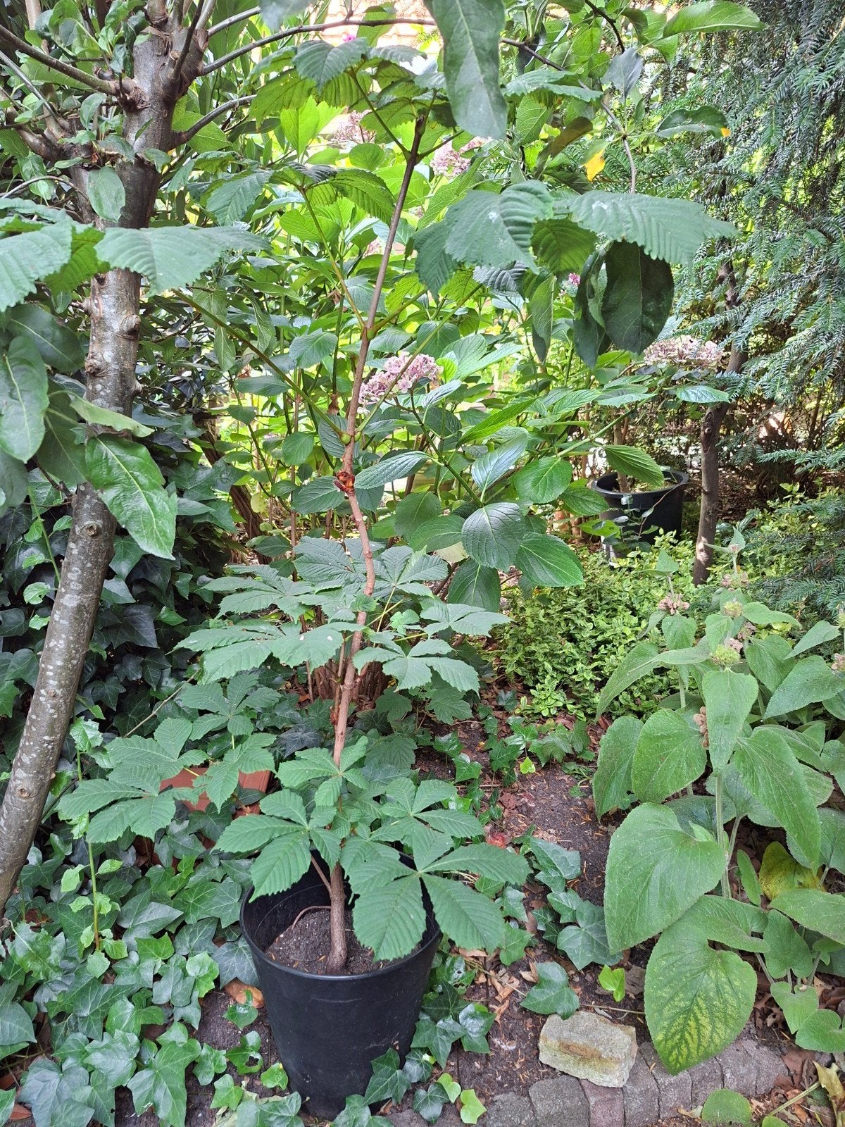 Kastanje boom in pot, Overige soorten, Minder dan 100 cm, Ophalen, Volle zon
