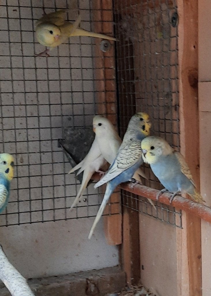 Grasparkieten div. kleuren kweekkoppels en jongen van 2026, Meerdere dieren, Parkiet