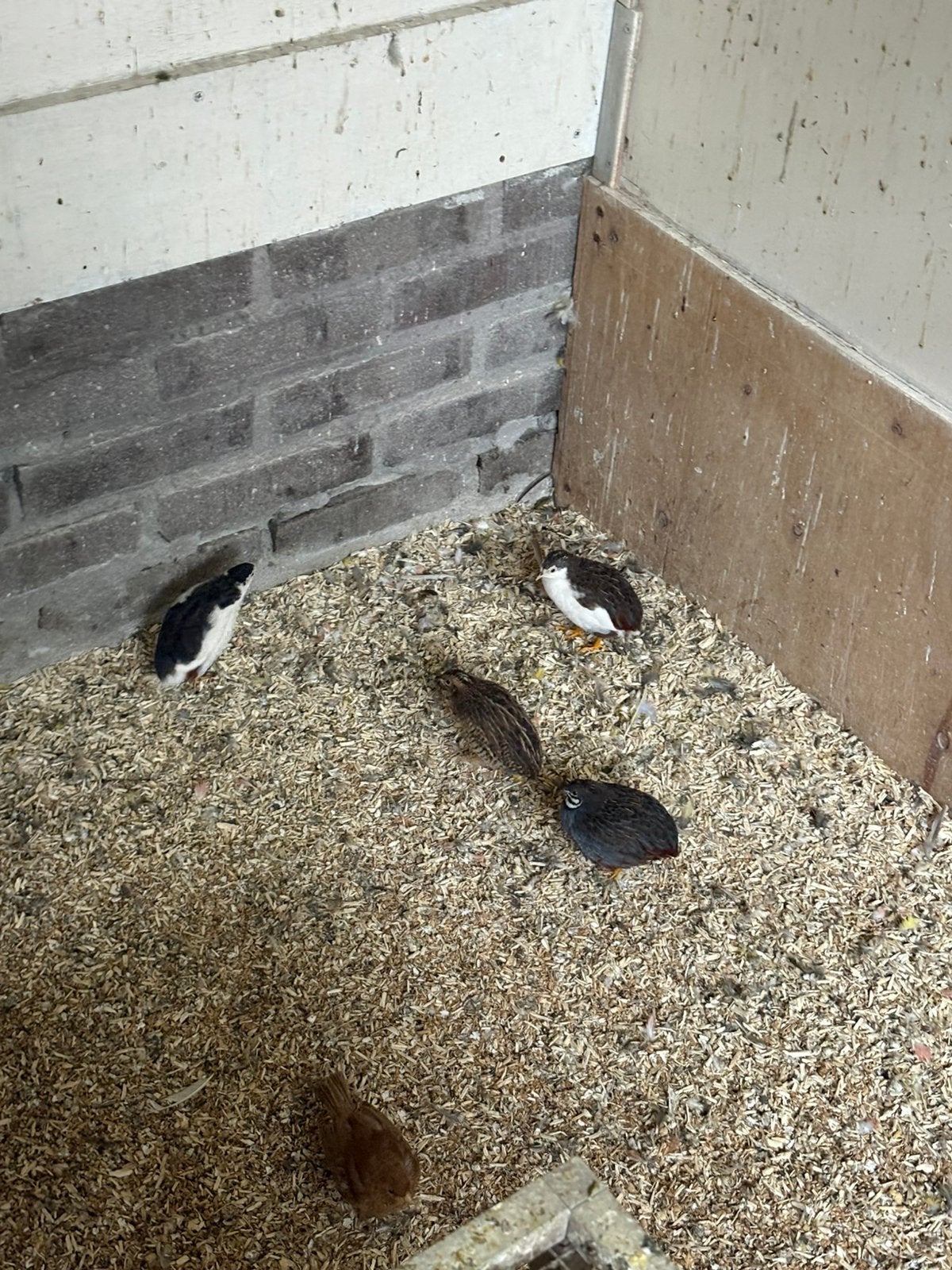 Chinese kwartels hennen, Dieren en Toebehoren, Vrouwelijk