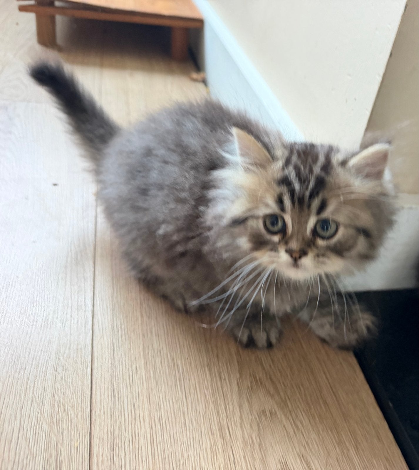 Kitten Perzisch, Kater