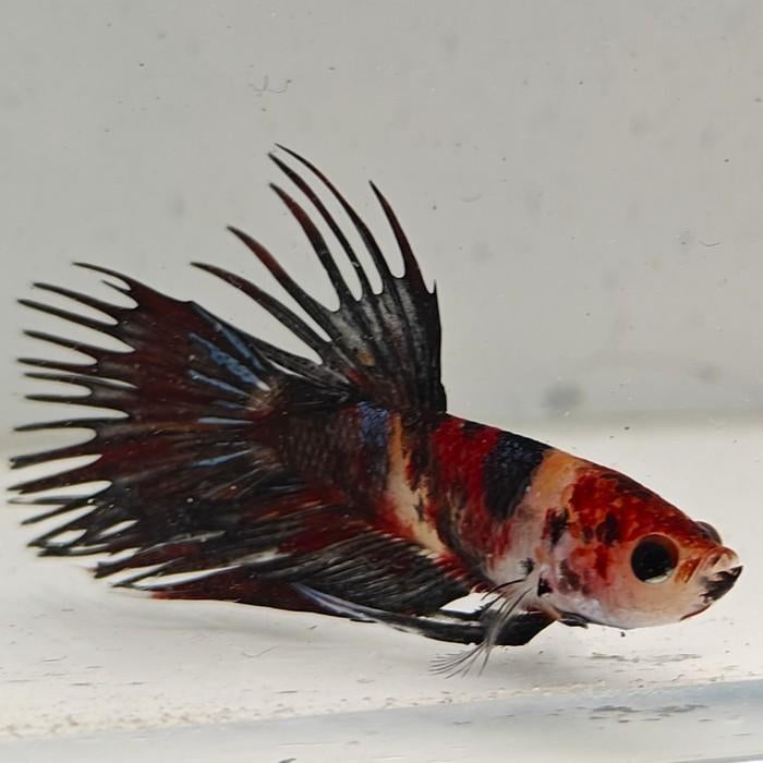 Betta splendens man 09, Dieren en Toebehoren, Vissen | Aquariumvissen, Vis