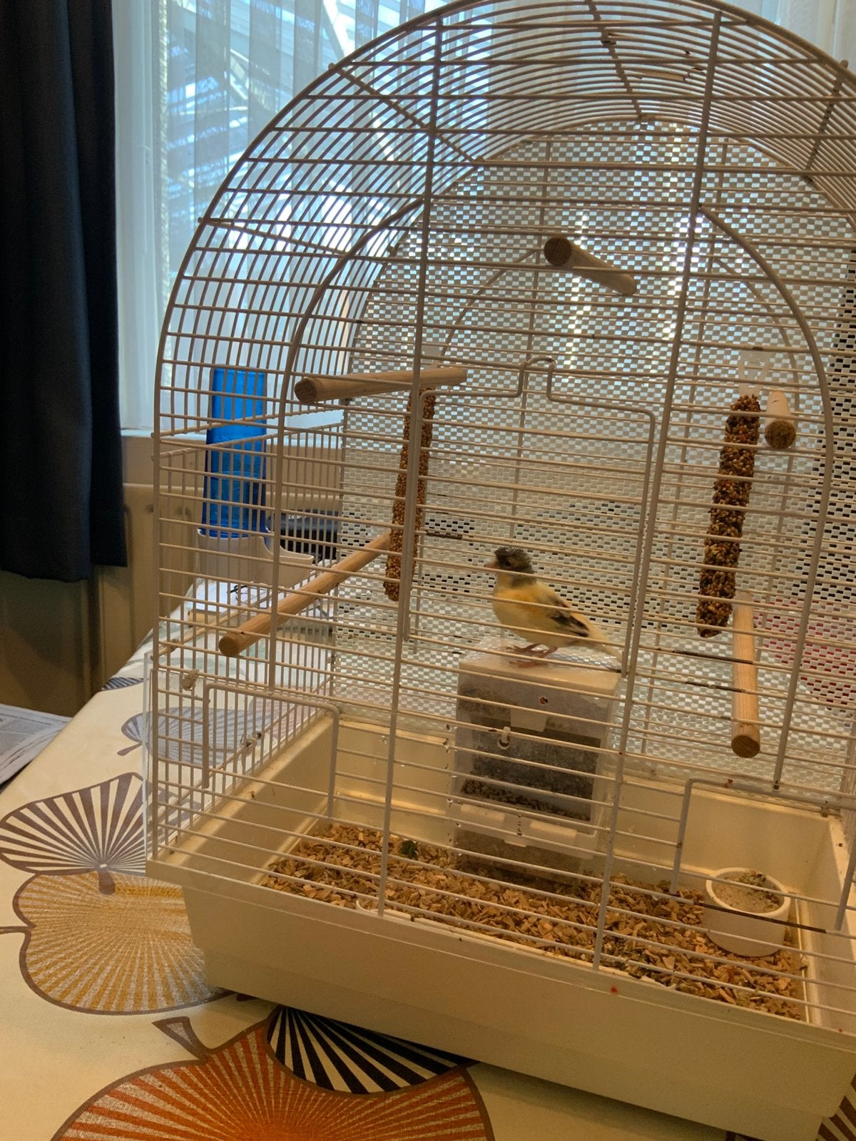 jonge kanarie met pet 2025 met kooi, Dieren en Toebehoren, Zangkanarie