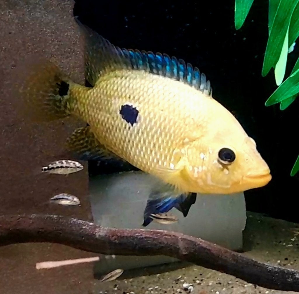 Aquariumvissen cichliden, Dieren en Toebehoren, Vissen | Aquariumvissen, Vis, Zoetwatervis
