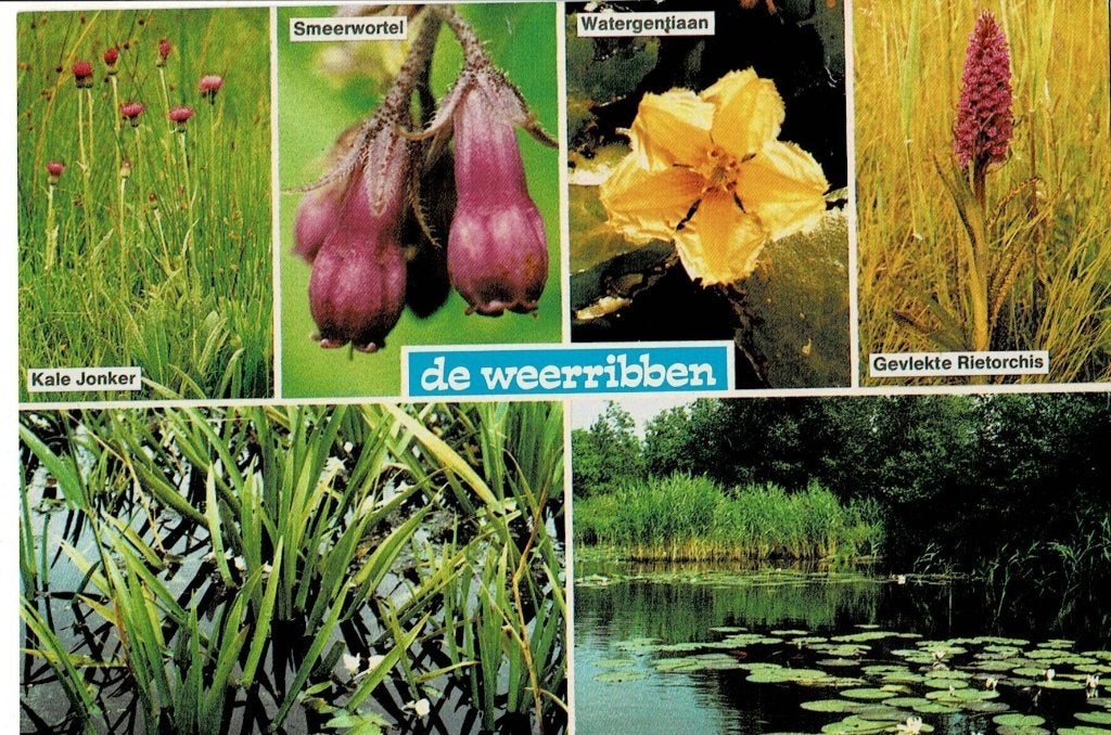de Weerribben, Ophalen of Verzenden, Ongelopen, Overijssel