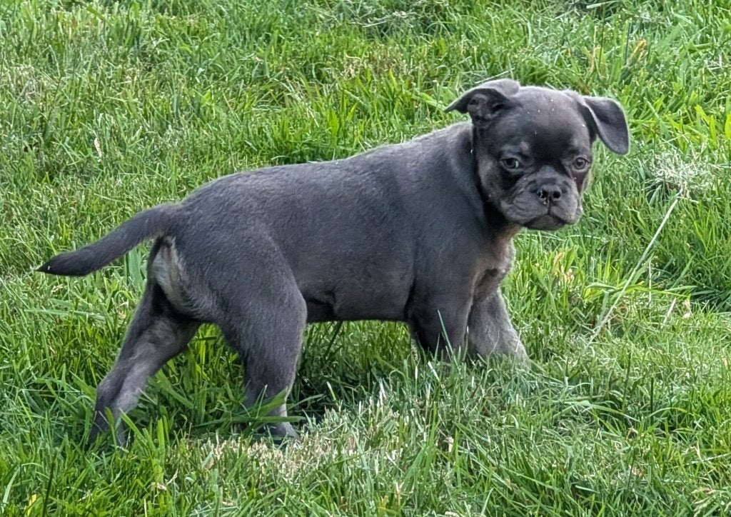 nieuwe nederlandse franse bulldog reutje, Parvo, Reu, 8 tot 15 weken, Bulldog