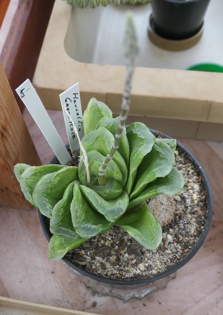 Cactussen en vetplanten: mooie haworthia's, Ophalen of Verzenden, Halfschaduw, Minder dan 100 cm