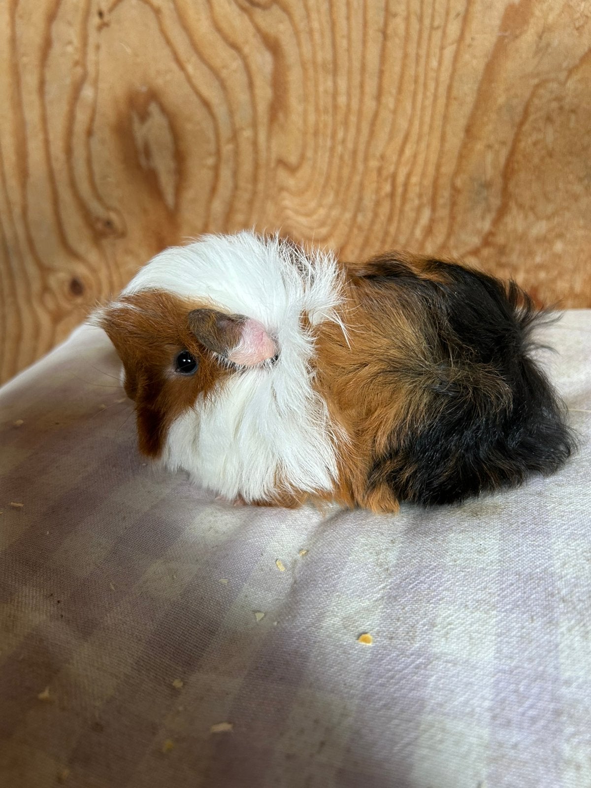 Jong cavia mannetje (peruvian x borstel), Dieren en Toebehoren, Augustus, Mannelijk, Cavia
