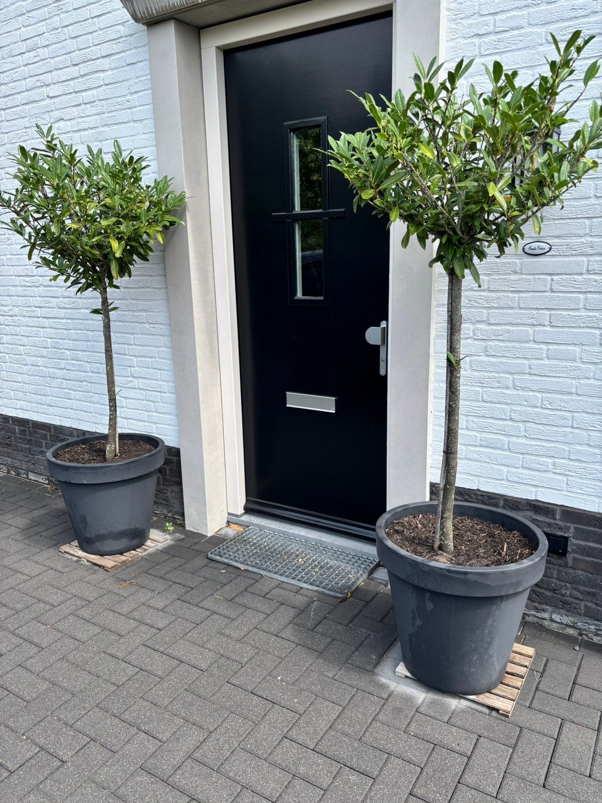 Twee mooie laurierboomjes inclusief pot, Tuin en Terras, Planten | Bomen, Overige soorten, 100 tot 250 cm, Ophalen, Volle zon