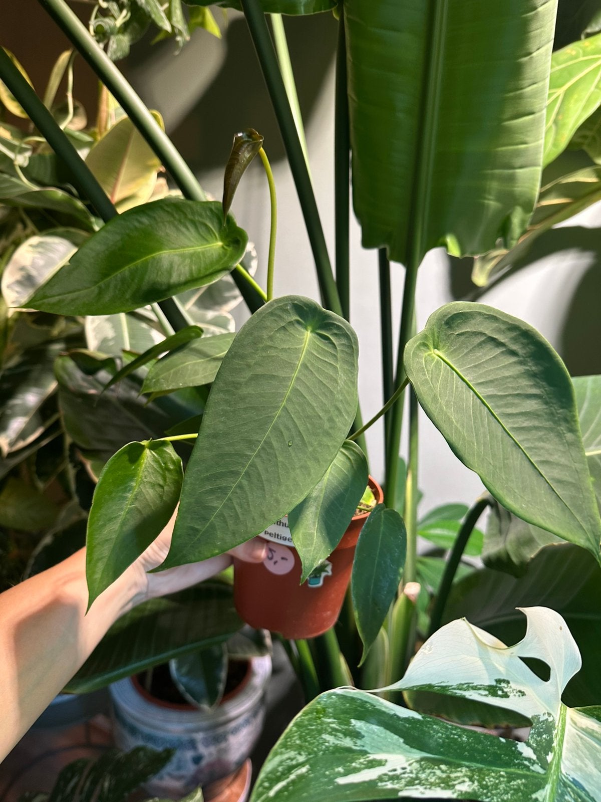 Anthurium peltigerim, Huis en Inrichting, Kamerplanten, Ophalen, Halfschaduw, Minder dan 100 cm