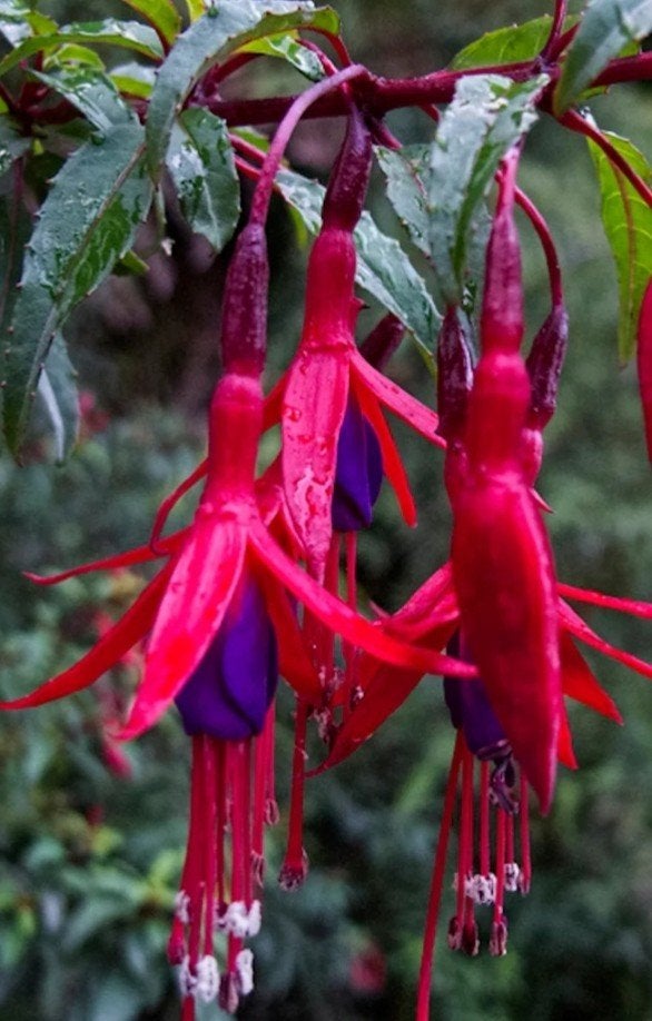 Fuchsia 'Riccartonii' in 1,5 liter pot - Winterhard, Ophalen of Verzenden, Vaste plant, Overige soorten