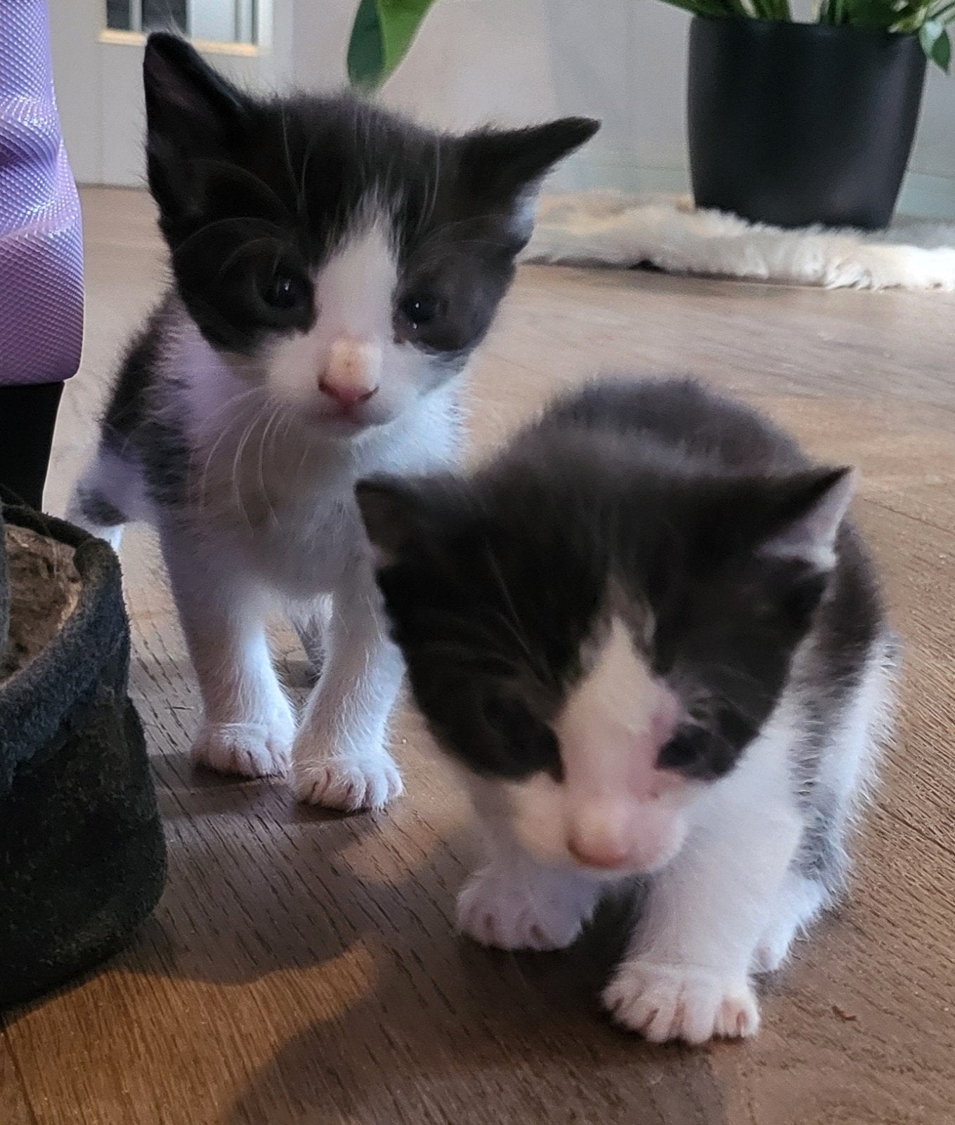 Mooie kittens, Dieren en Toebehoren, Meerdere dieren