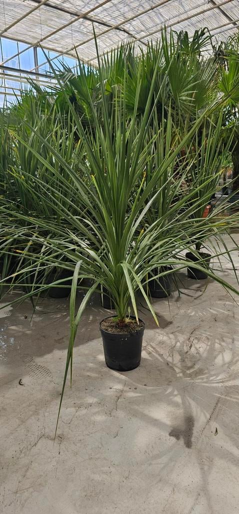 Cordyline Australis 120cm p24 koningsdag aanbieding, Tuin en Terras, Overige soorten, Volle zon, Vaste plant, Ophalen of Verzenden